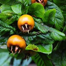 Brown Medlar Fruit Seeds for Planting – Heirloom Non-GMO Garden Seeds