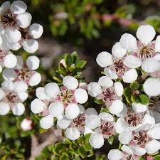 Leptospermum flower seeds