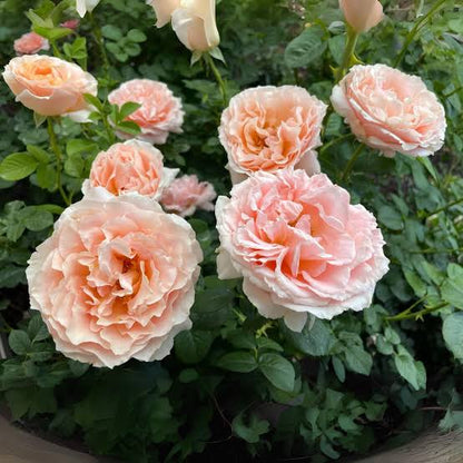Cream climbing rose flowers growing on a garden trellis