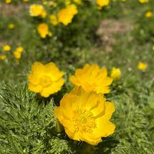 Yellow Adonis flower seeds