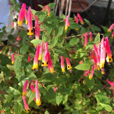 Cigar Plant Cuphea plant