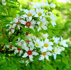 Yellowhorn Xanthoceras flower seeds
