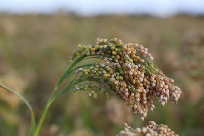 White Proso Millet Seeds for Planting – Warm-Season Grain & Wildlife Garden Seed