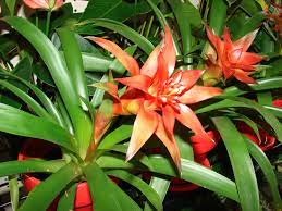 Hechtia flower seeds