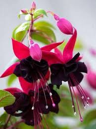 Black Pink flower seeds