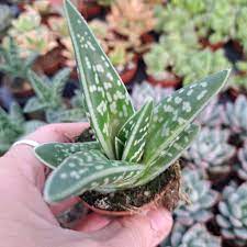Green Aloe flower seeds