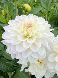 White Swan flower seeds
