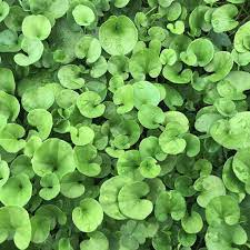 Dichondra flower seeds
