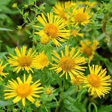 Enula Asteraceae flower seeds