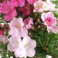 Satsuki Mischfarben flower seeds
