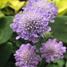 Scabiosa flower seeds