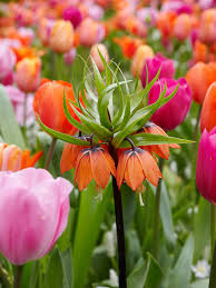 Imperial Wang flower seeds