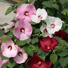 Hibiscus Moscheutos flower seeds