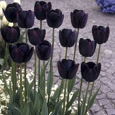 Black Tulip flower seeds