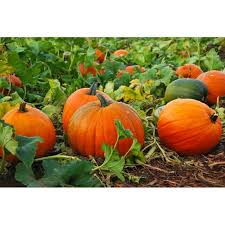 Mixed Pumpkin Seeds for Planting – Heirloom Non-GMO Garden Seeds