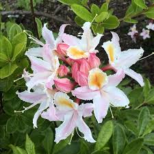 Western Azalea flower seeds