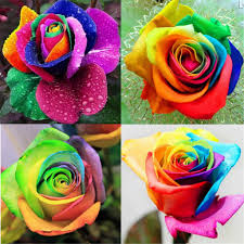 Multicolour Rose flower seeds