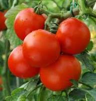 Zac Tomato Seeds