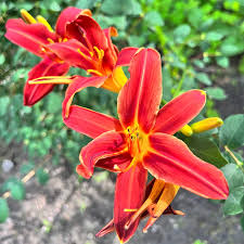 Yellow Red flower seeds