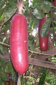 Sicana odorifera Seeds for Planting – Cassabanana Vine Seeds