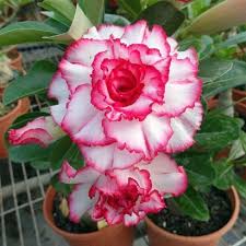Pink White flower seeds