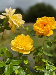 Dark Yellow flower seeds