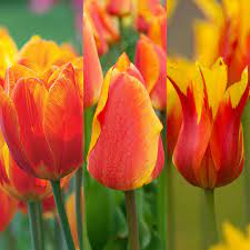 Spring Tulip flower seeds