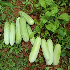 Wax Gourd Seeds for Planting – Heirloom Non-GMO Garden Seeds