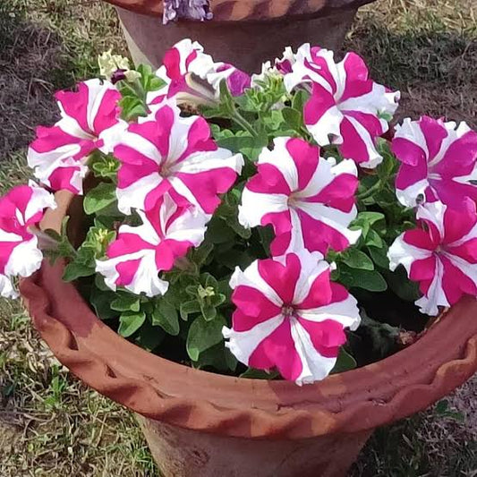 Petunia Pink & White Flower Seeds for Planting – Colorful Garden Blooms