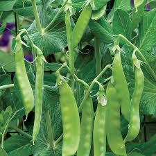 Oregon Sugar Pod Pea Seeds