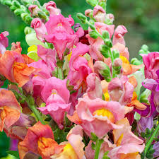 Pink Snapdragon flower seeds