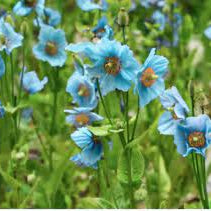 Blue Poppy plant