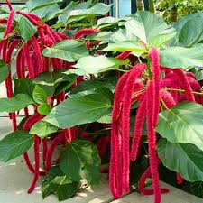 Acalypha flower seeds