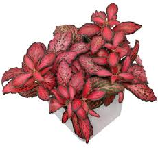 Red Fittonia flower seeds