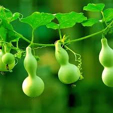 Bottle Gourd Seeds