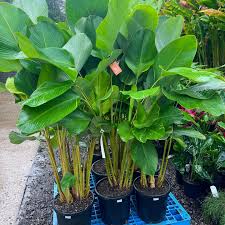 Calathea Lutea flower seeds
