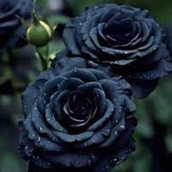 Black Rose Rosa plant