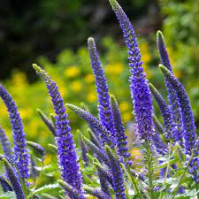 Veronica flower seeds