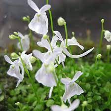 Utricularia Sandersonii flower seeds