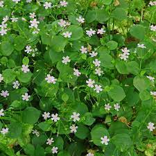 White Claytonia flower seeds