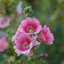 Baby Pink flower seeds