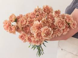 Brown Carnation flower seeds