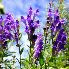 Purple Scutellaria flower seeds