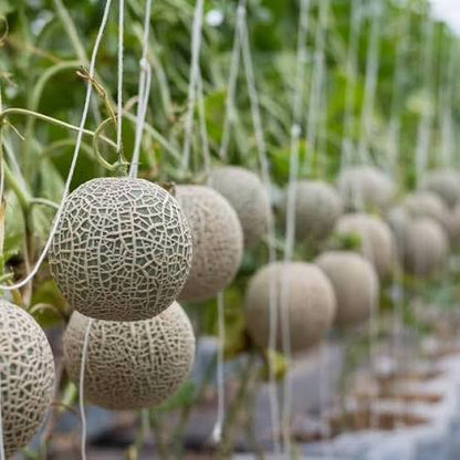 Muskmelon Cucumis melo Fruit Seeds for Planting – Heirloom Non-GMO Garden Seeds