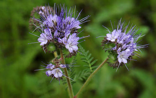 Graines de phacélie à feuilles de tanaisie pour plantation – Semences potagères anciennes sans OGM