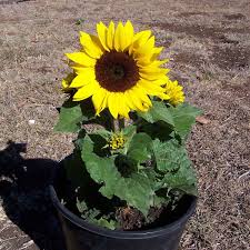 Black Sunflower flower seeds