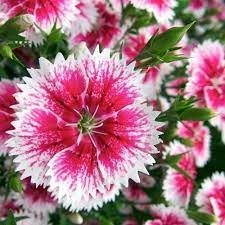 White Dianthus flower seeds