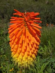 Red Hot flower seeds
