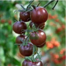 Black Brown Tomato Seeds for Planting – Heirloom Non-GMO Garden Seeds