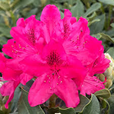 Catawbiense flower seeds